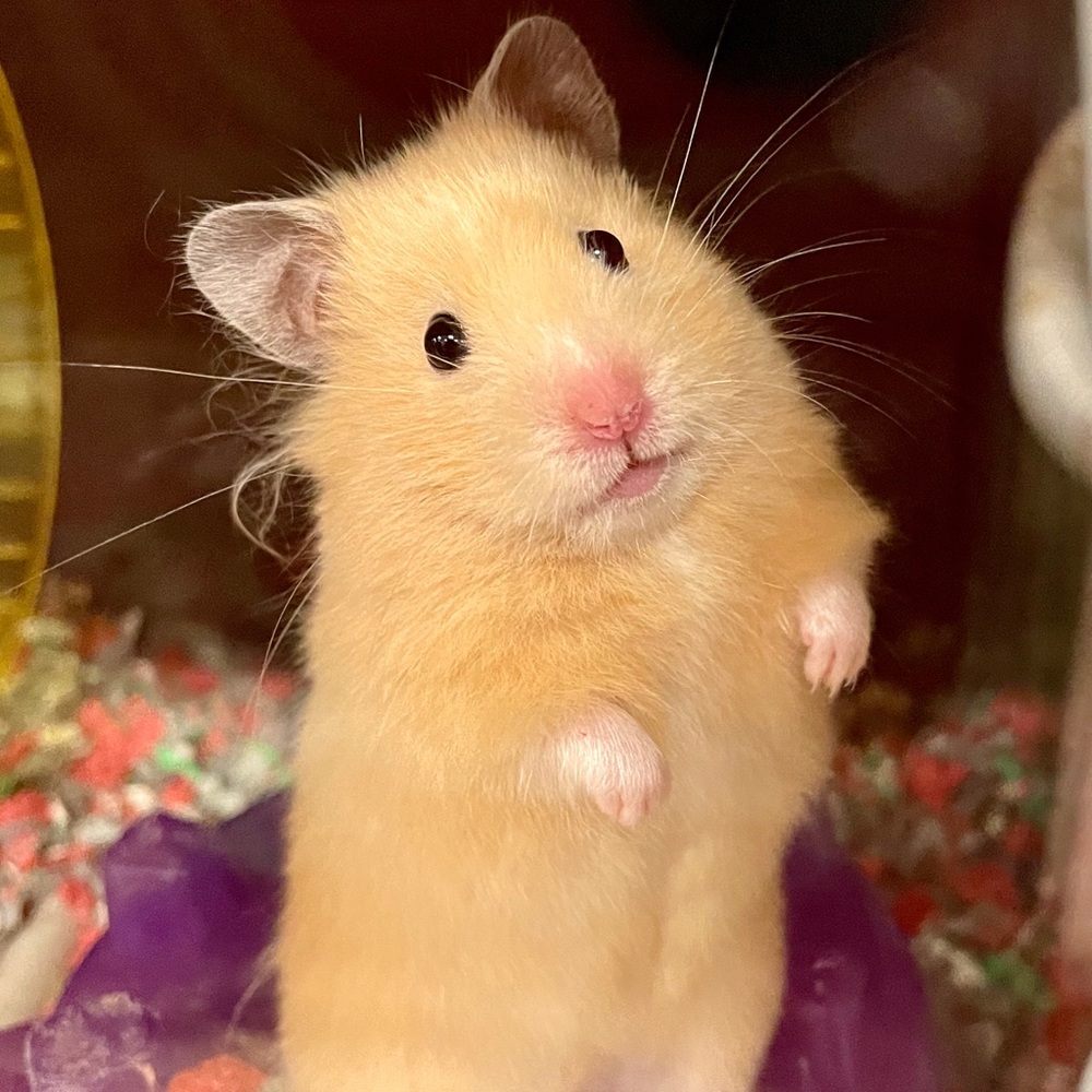 Meet your Posher, Dennisse